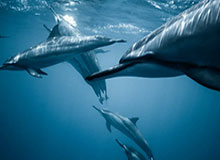 九游会登录入口-【交易评级】快艇即战力提升A- 开拓者努力求变B-